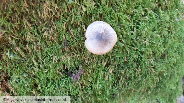 Tricholoma scalpturatum