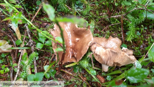 Lactarius picinus