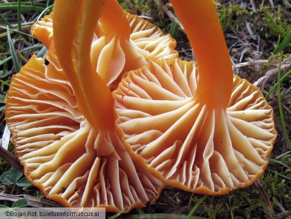 Hygrocybe reidii