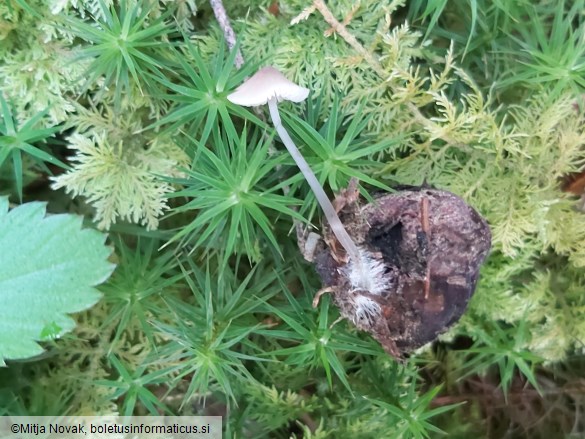 Mycena vitilis