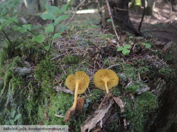 Chrysomphalina chrysophylla