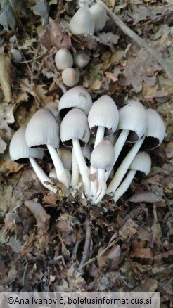 Coprinus atramentarius