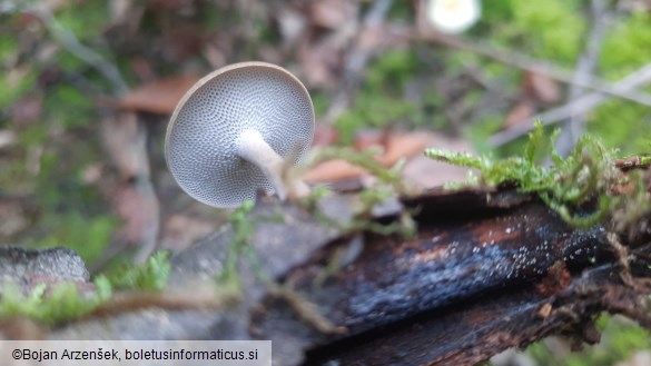 Polyporus brumalis