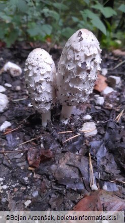 Coprinus comatus