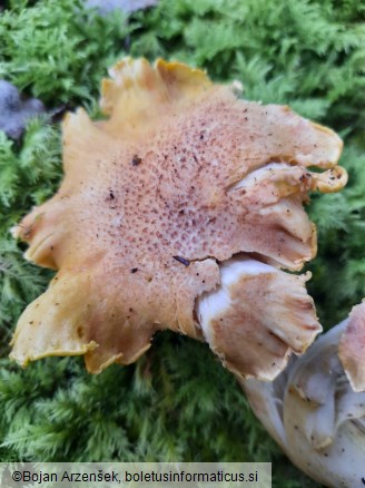 Cantharellus amethysteus