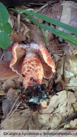 Cortinarius bolaris