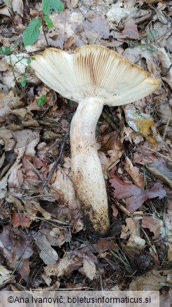 Russula grata