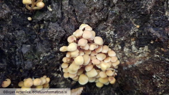 Hypholoma fasciculare var. pusillum