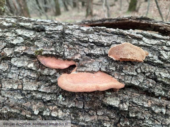 Hapalopilus nidulans