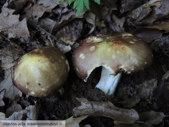 Russula carpini