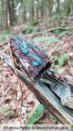Chlorociboria aeruginascens