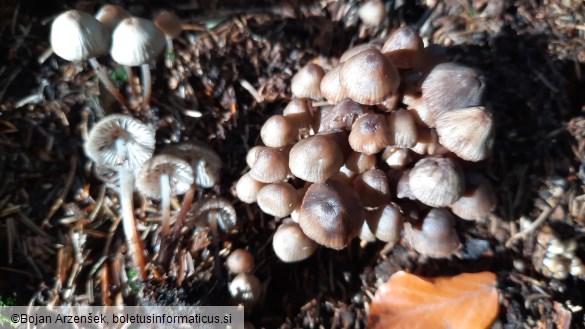 Mycena maculata