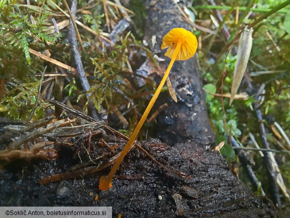 Mycena oregonensis