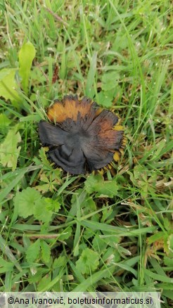 Hygrocybe conica