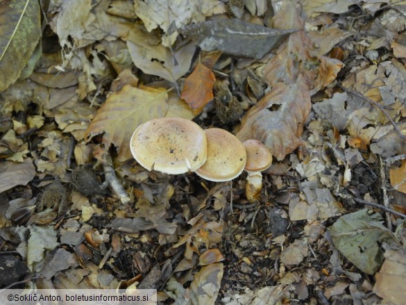 Cortinarius vulpinus