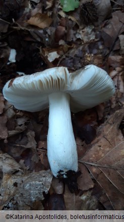 Russula galochroa