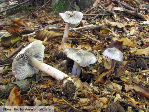 Tricholoma sciodes