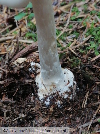 Amanita virosa