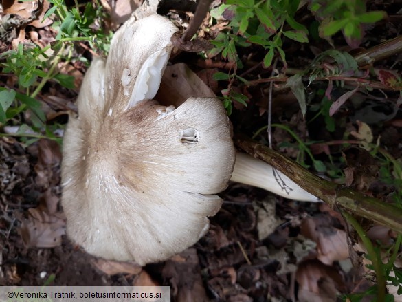 Megacollybia platyphylla