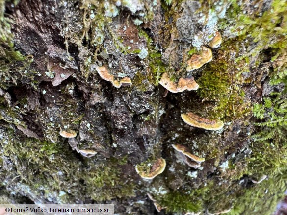 Aleurodiscus disciformis