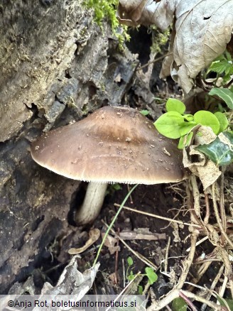 Pluteus cervinus