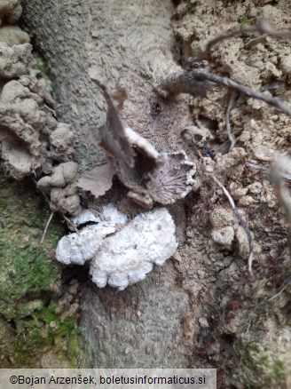 Schizophyllum commune