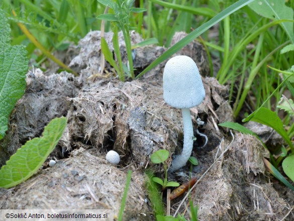 Coprinopsis nivea