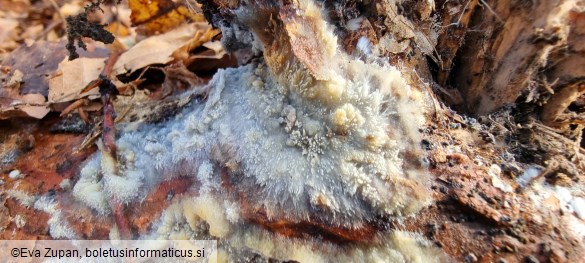 Phlebiopsis gigantea