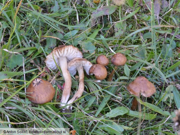 Hygrocybe ingrata