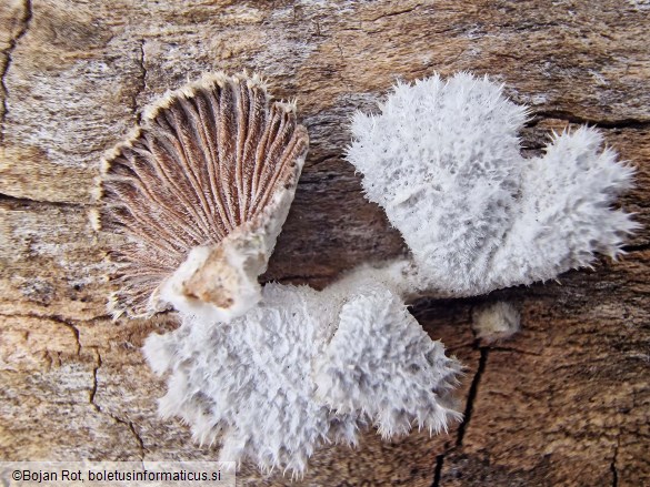 Schizophyllum commune