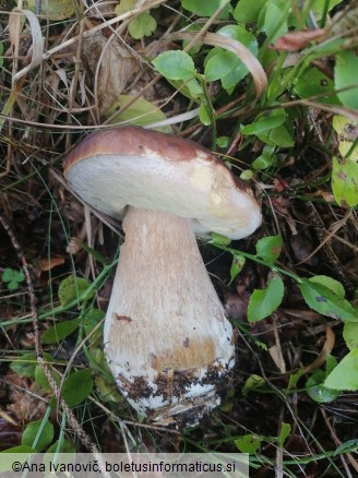 Boletus edulis
