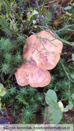 Tapinella atrotomentosa