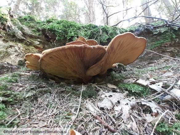 Paxillus atrotomentosus
