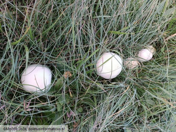 Agaricus urinascens