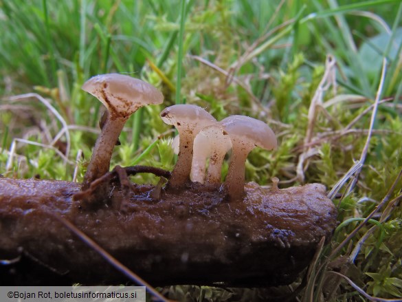 Cudoniella clavus