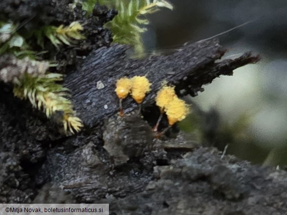 Hemitrichia calyculata