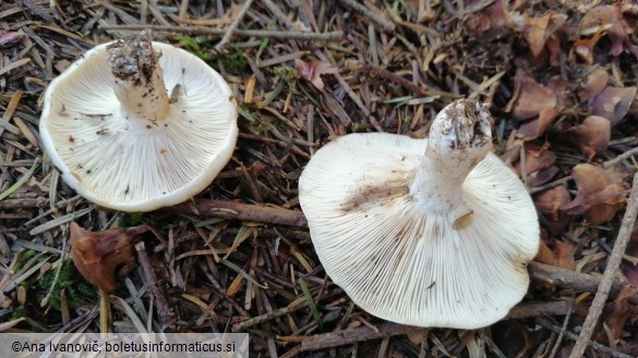 Russula densifolia