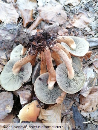 Hypholoma sublateritium