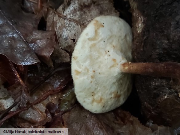 Lentinus substrictus