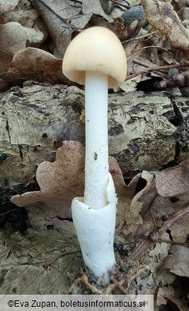 Amanita subnudipes