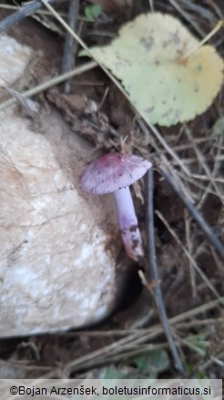 Inocybe geophylla var. lilacina