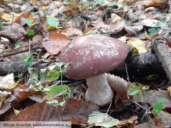 Cortinarius praestans