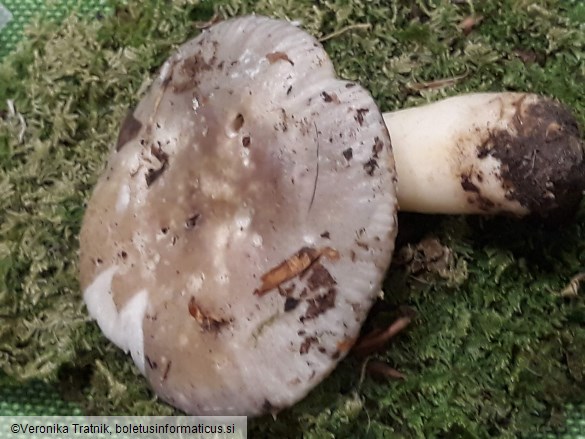 Russula acrifolia