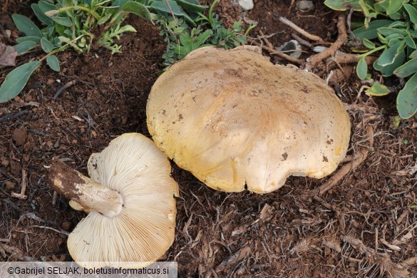 Tricholosporum goniospermum