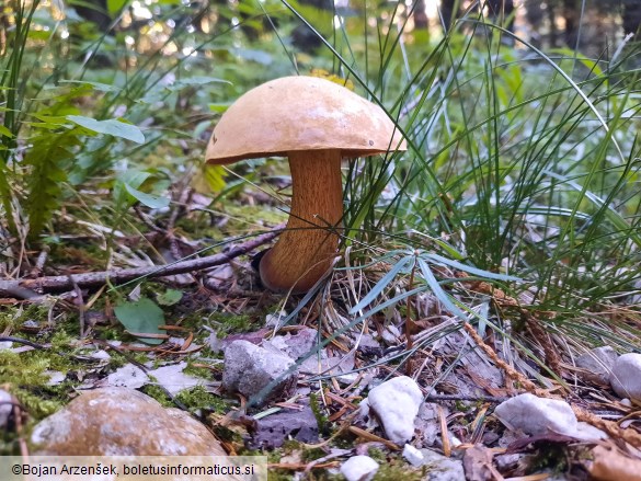 Suillellus luridus