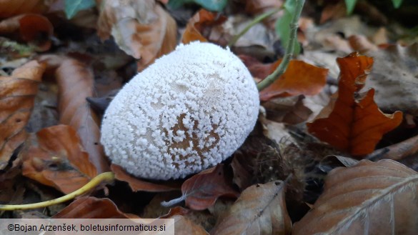 Lycoperdon mammiforme