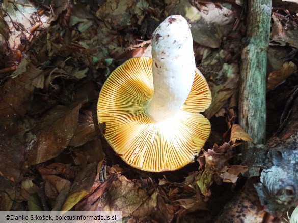 Russula olivacea