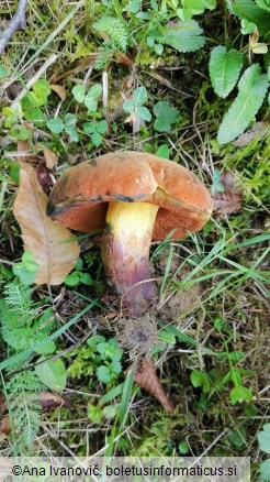 Boletus queletii