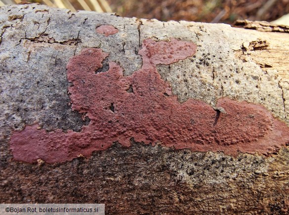 Hypoxylon petriniae