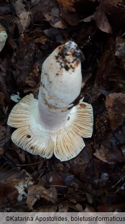 Russula olivacea